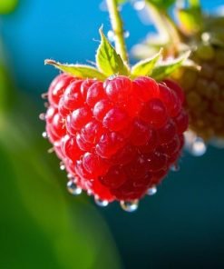 Raspberry Juice Powder
