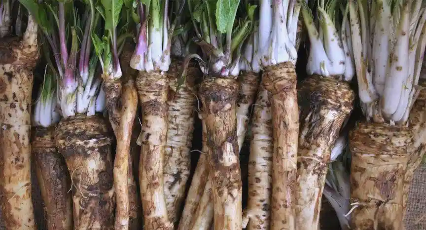 Horseradish Root Extract Powder