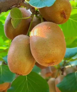 Kiwifruit Extract Powder
