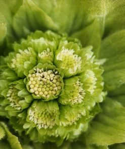 BUTTERBUR EXTRACT POWDER